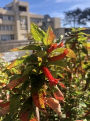 Iochroma fuchsioides