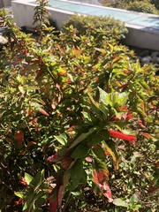 Iochroma fuchsioides