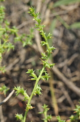 Salsola squarrosa