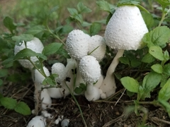 Leucocoprinus cretaceus