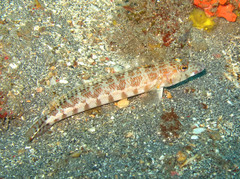 Parapercis xanthozona