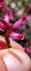 Erica cristata
