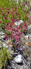 Erica cristata