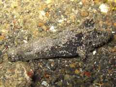 Paraploactis kagoshimensis