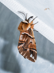 Endromis versicolora