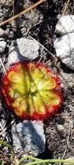 Drosera xerophila