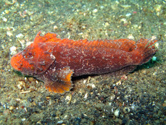 Paraploactis kagoshimensis