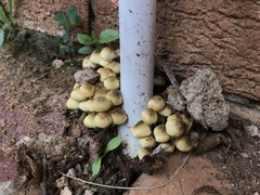 Xanthagaricus