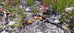 Drosera xerophila