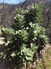 Arbutus menziesii