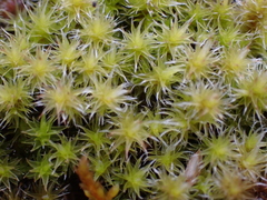 Racomitrium canescens