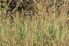 Sporobolus virginicus