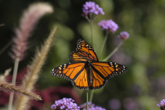 Danaus plexippus