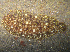 Pardachirus pavoninus