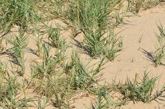 Sporobolus virginicus