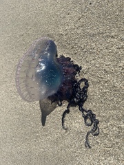 Physalia physalis