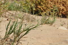 Sporobolus virginicus