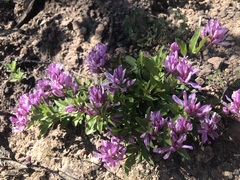 Rhinotropis californica