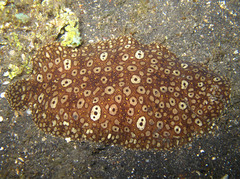 Pardachirus pavoninus