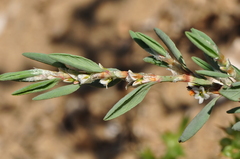 Polygonum maritimum