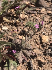 Collomia heterophylla