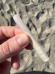 Ensis minor