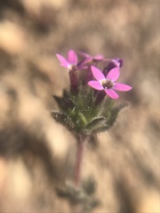 Collomia heterophylla