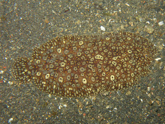 Pardachirus pavoninus