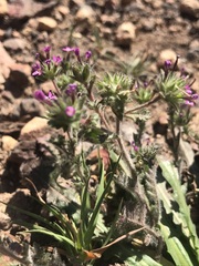 Collomia heterophylla