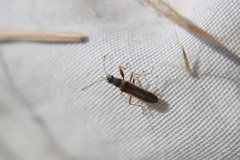 Paromius longulus