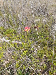Castilleja indivisa
