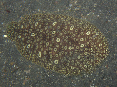 Pardachirus pavoninus