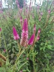 Celosia