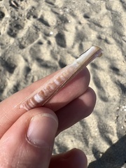 Ensis minor