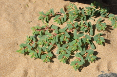 Euphorbia peplis