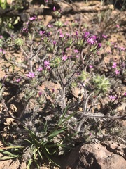 Collomia heterophylla