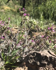 Collomia heterophylla