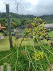 Foeniculum