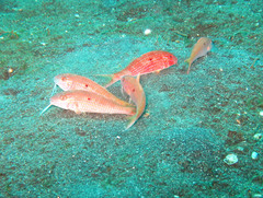 Parupeneus heptacantha