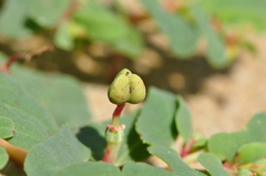 Euphorbia peplis
