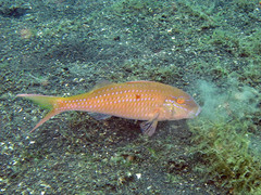 Parupeneus heptacantha