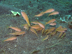 Parupeneus heptacantha