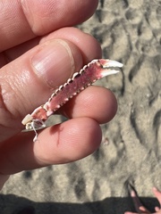 Derilambrus angulifrons