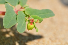 Euphorbia peplis