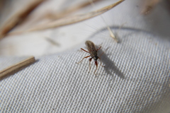 Paromius longulus