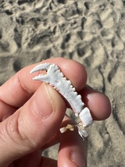 Derilambrus angulifrons