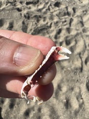 Derilambrus angulifrons