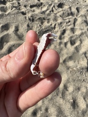 Derilambrus angulifrons