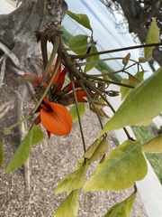 Erythrina caffra