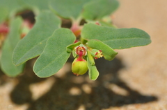 Euphorbia peplis